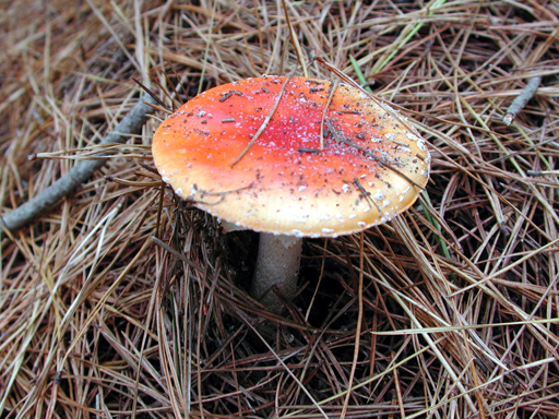 DSCN1842