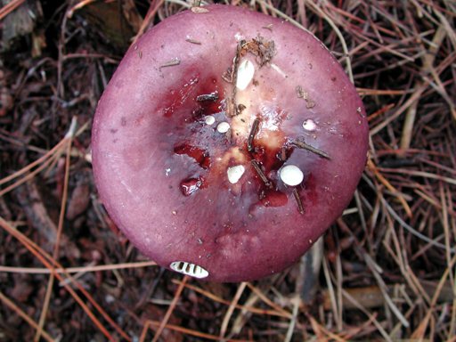 DSCN1855