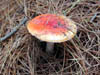 DSCN1842