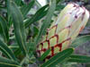 DSCN1856
