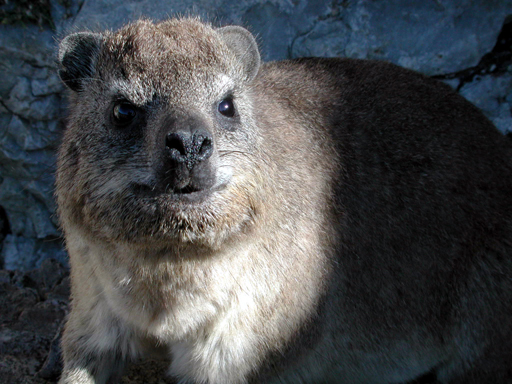 Dassie