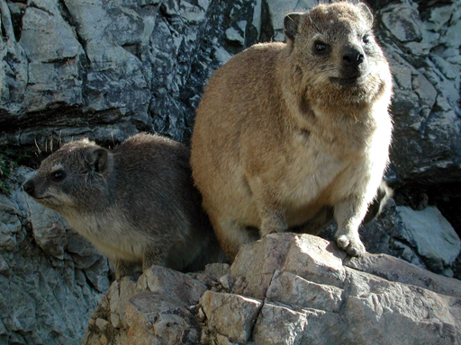 Dassies