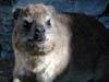 Dassie