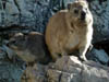 Dassies