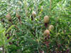 DSCN2364