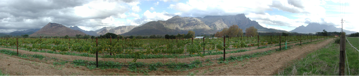 Wineyard